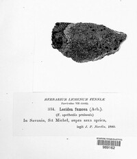 Lecidea fuscoatra image